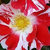 Alb - roșu - Trandafir pentru straturi Floribunda - Boccacio